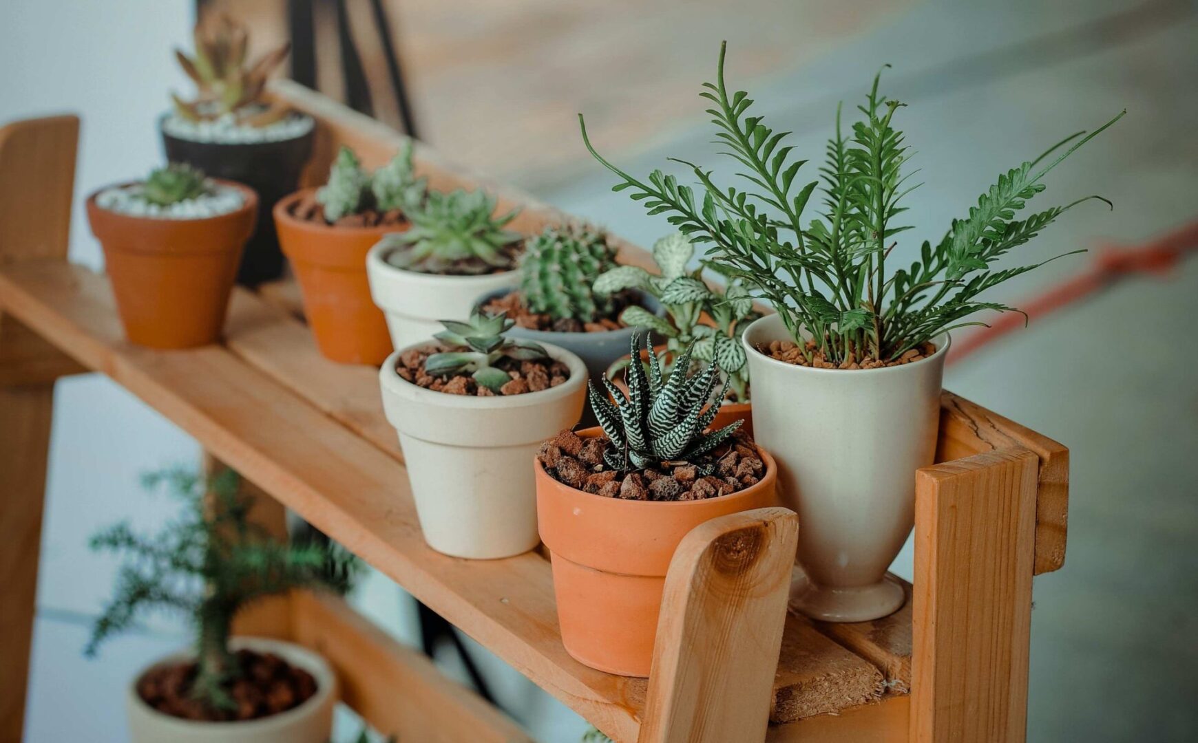 Plants, Plants, Plants